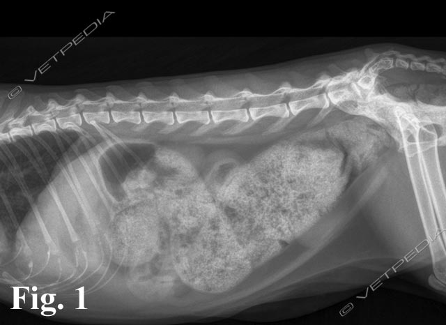 Costipazione e marcata dilatazione del colon in una gatta di 10 anni.