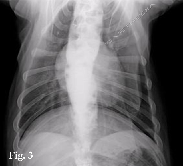 Rigurgito: esofagite e megaesofago