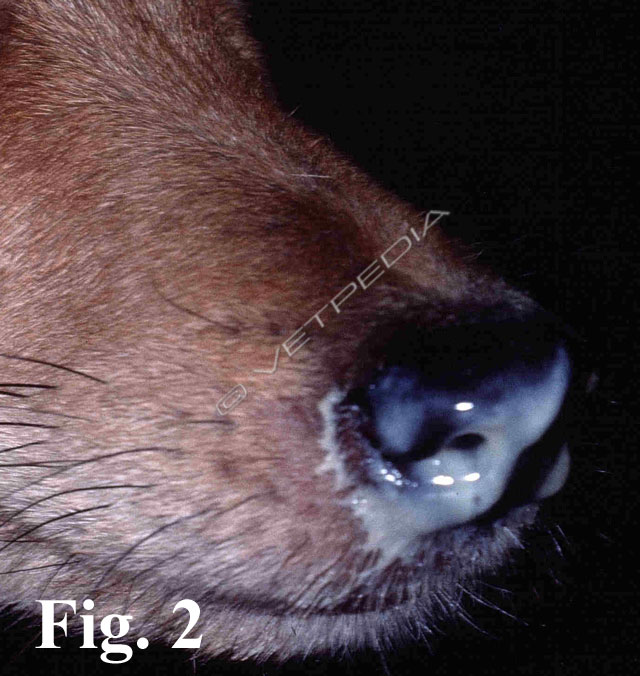 Cimurro canino: prevenzione e profilassi