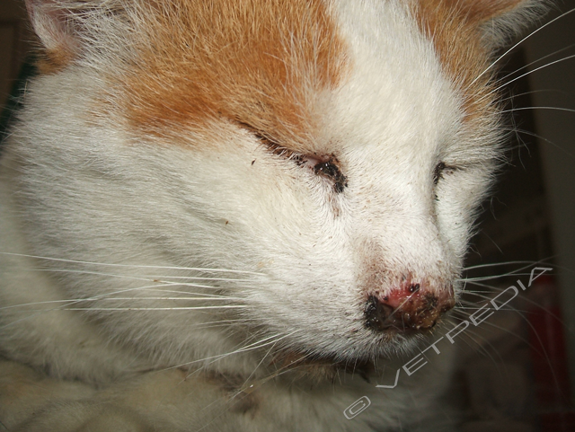 Calicivirus felino: dermatiti associate