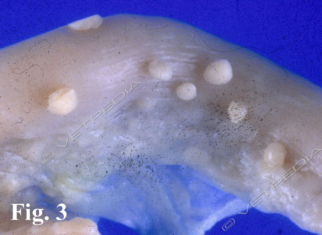 Peritonite infettiva felina (FIP)