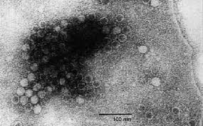 FPV: analisi biomolecolare di ceppi isolati da gatti domestici