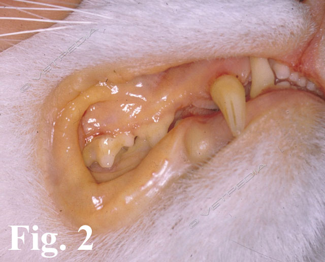 Mycoplasma haemofelis