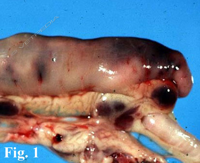 Panleucopenia felina