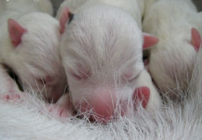 Parvovirosi canina: gli anticorpi di origine materna
