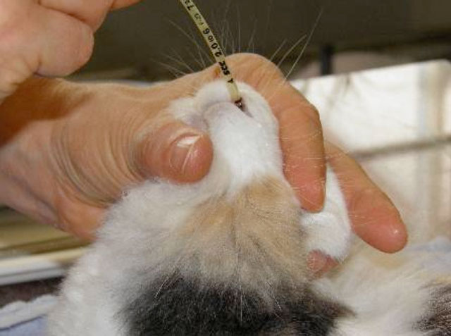 Anestesia del coniglio: posizionamento di una sonda endonasale