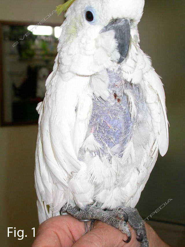 Strappamento delle penne (sindrome da autodeplumazione)