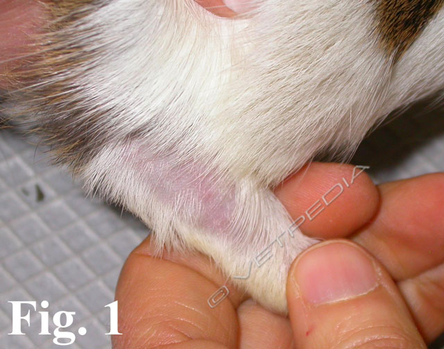 Barbering (rosicchiamento del pelo) nella cavia