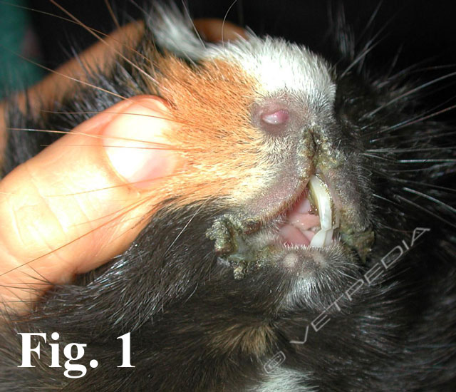 Cheilite angolare della cavia