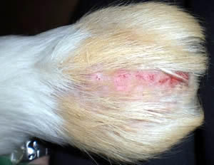 Esame dermatologico della cavia