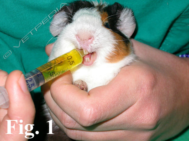Somministrazione di farmaci nella cavia