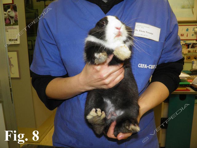Visita clinica del coniglio 
