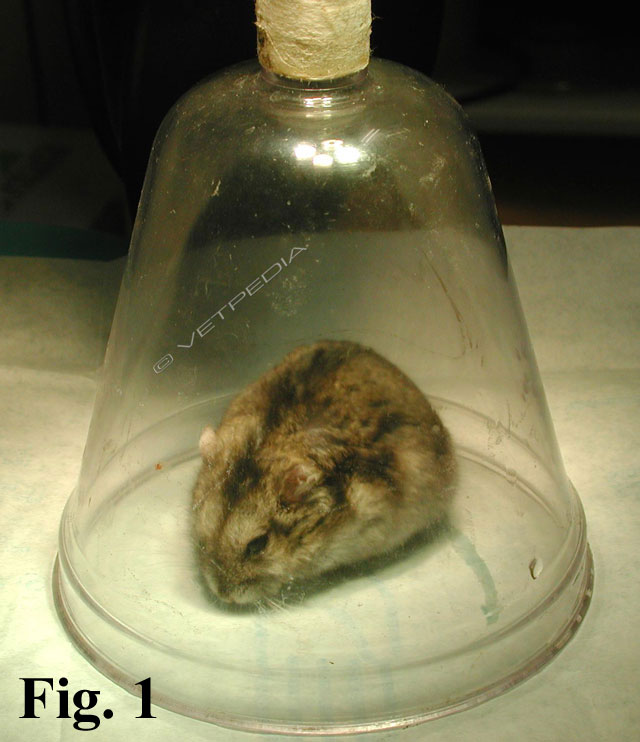 Anestesia del criceto