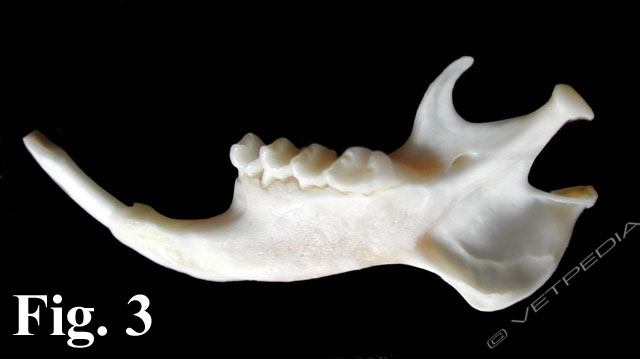Patologie dentali del criceto