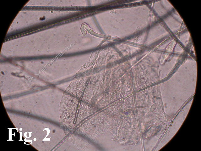 Dermatofitosi del criceto