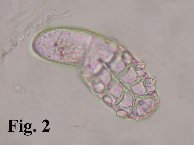 Ectoparassitosi del criceto