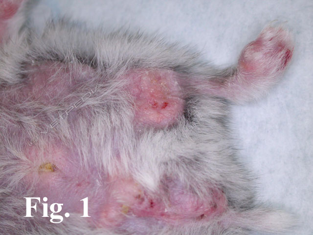 Infezioni batteriche cutanee del criceto