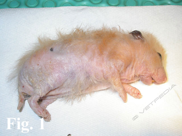 Linfoma cutaneo nel criceto