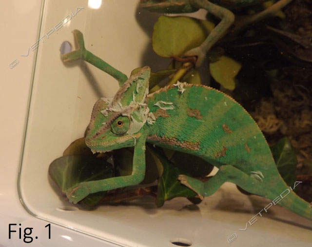 Muta e disecdisi nei sauri