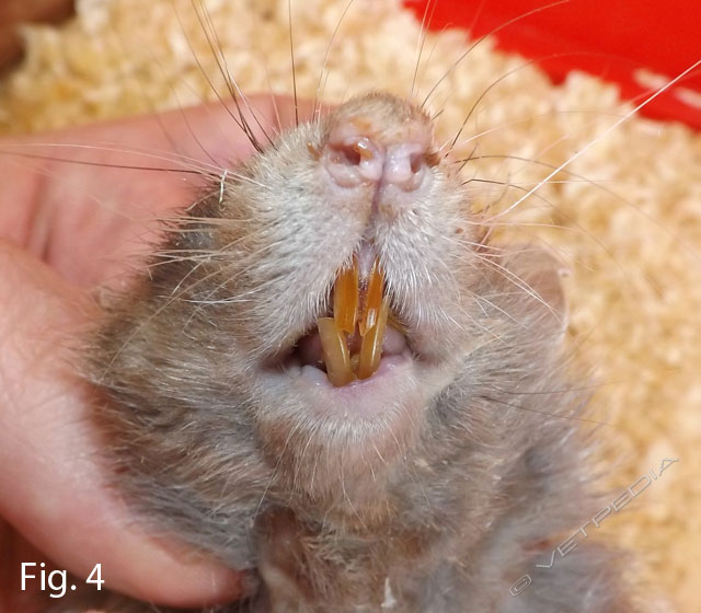 Malocclusione nel ratto e nel topo