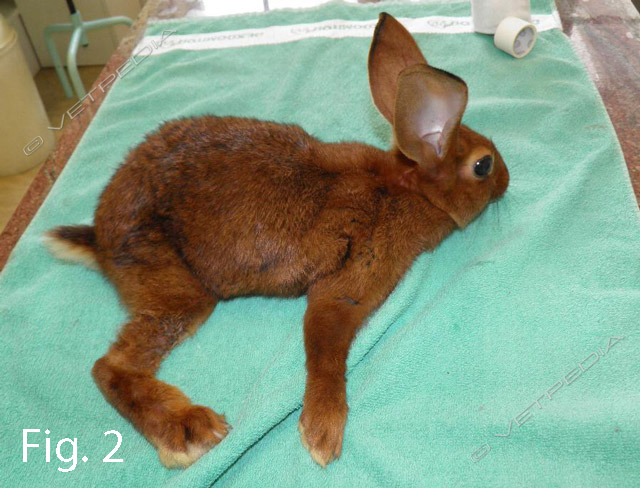 Splay leg nel coniglio