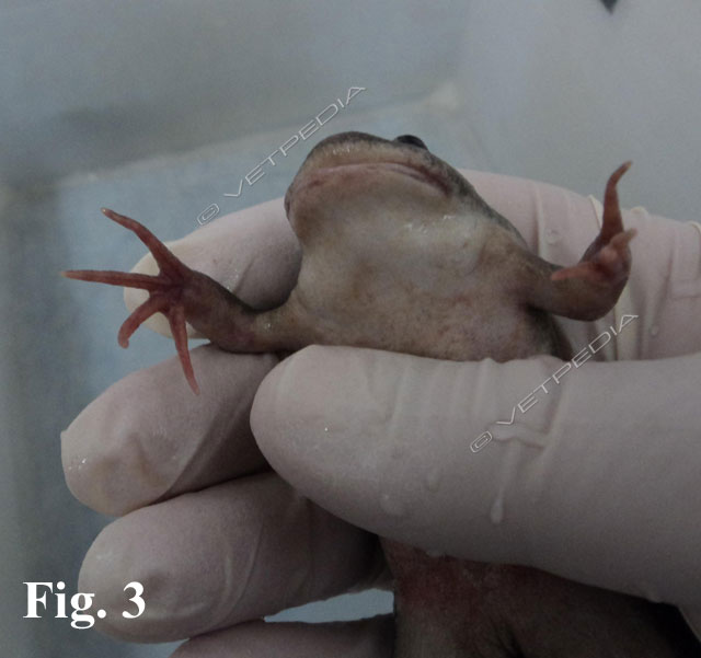 Malattia delle zampe rosse degli anfibi