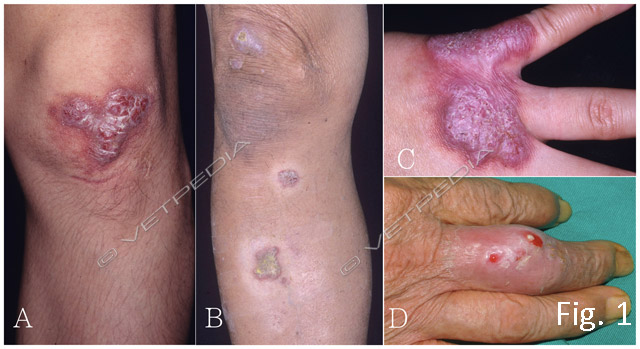 Zoonosi e rischi sanitari in acquariologia domestica e pubblica