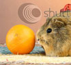 Ipovitaminosi C (scorbuto) nella cavia