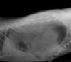 Esame radiografico della cavia