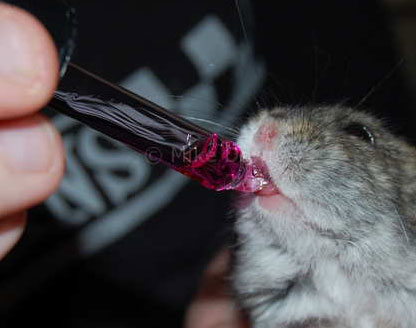 Tossicità da antibiotici nel criceto