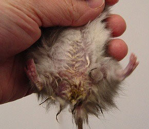 Diarrea ed enteriti del criceto