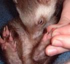 Diabete mellito nel furetto