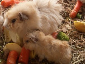 Distocia nella cavia