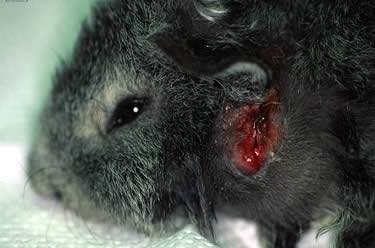 Linfadenite cervicale della cavia