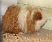 Infezioni respiratorie della cavia