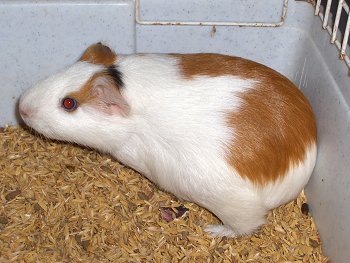 Tossiemia gravidica nella cavia