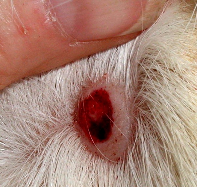 Tumori cutanei della cavia