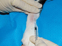 Squilibri acido-base: interpretazione