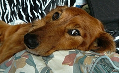 Crisi epilettiche e stato epilettico nel cane e nel gatto