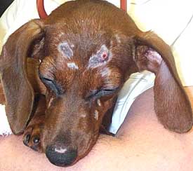 Trauma cranico nel cane e nel gatto