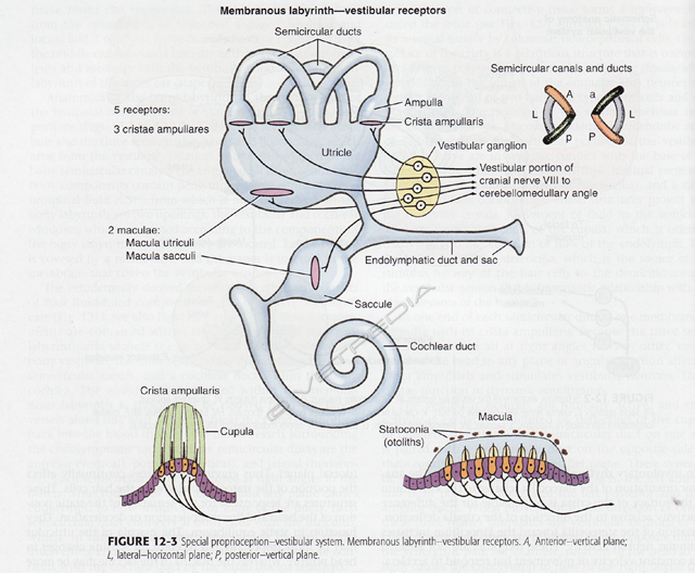 Anatomia dell'apparato vestibolare