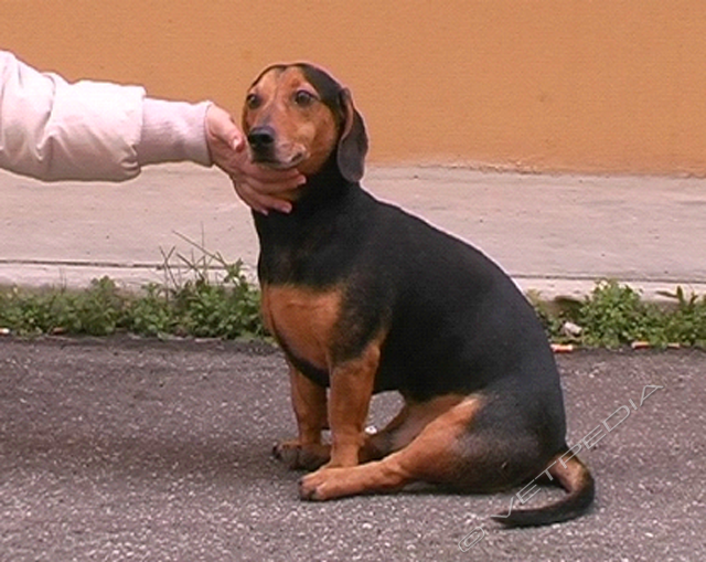 Atassia e paresi - Esame dell’andatura