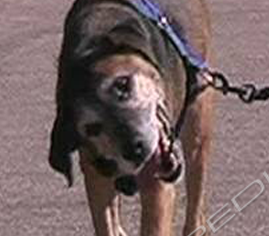 Sindrome vestibolare idiopatica geriatrica (o benigna)