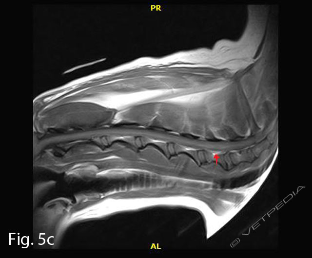 Mielopatia ischemica in un cane