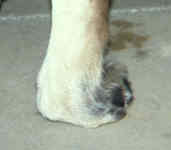 Mielopatia degenerativa del cane