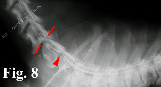 Spondilomielopatia cervicale del cane (Sindrome wobbler)