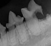 Radiologia del cavo orale nel cane e nel gatto