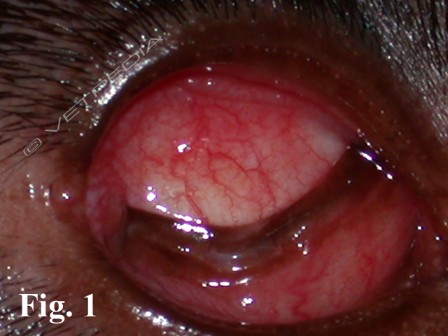 Congiuntivite del cane