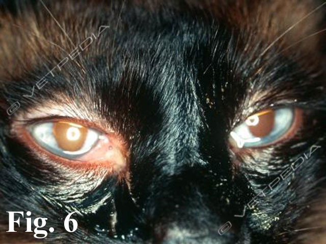 Congiuntivite del gatto