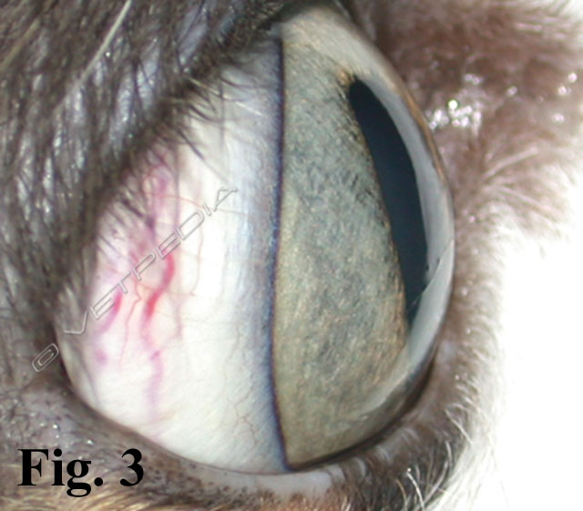 Glaucoma felino